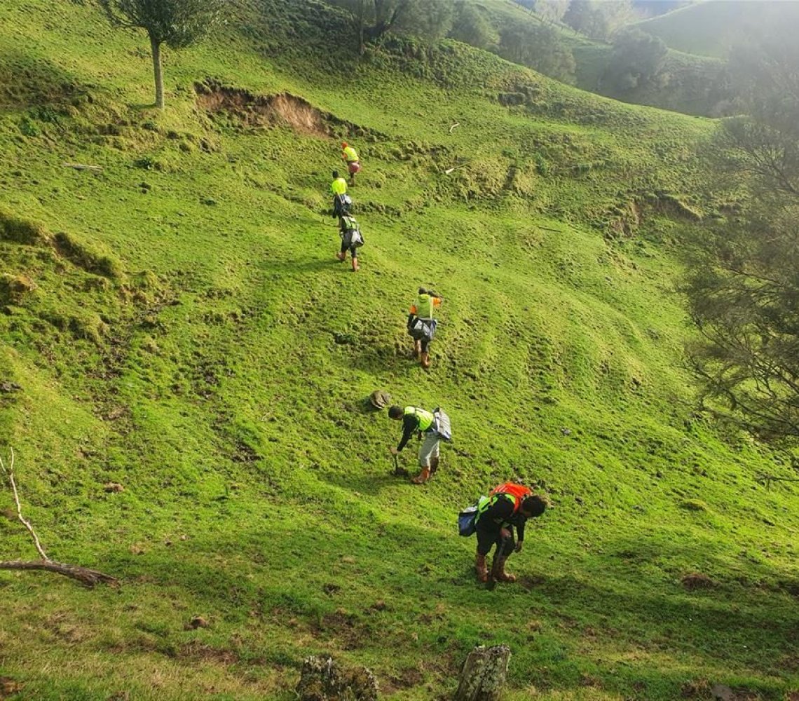 People working with planting trees on a slope