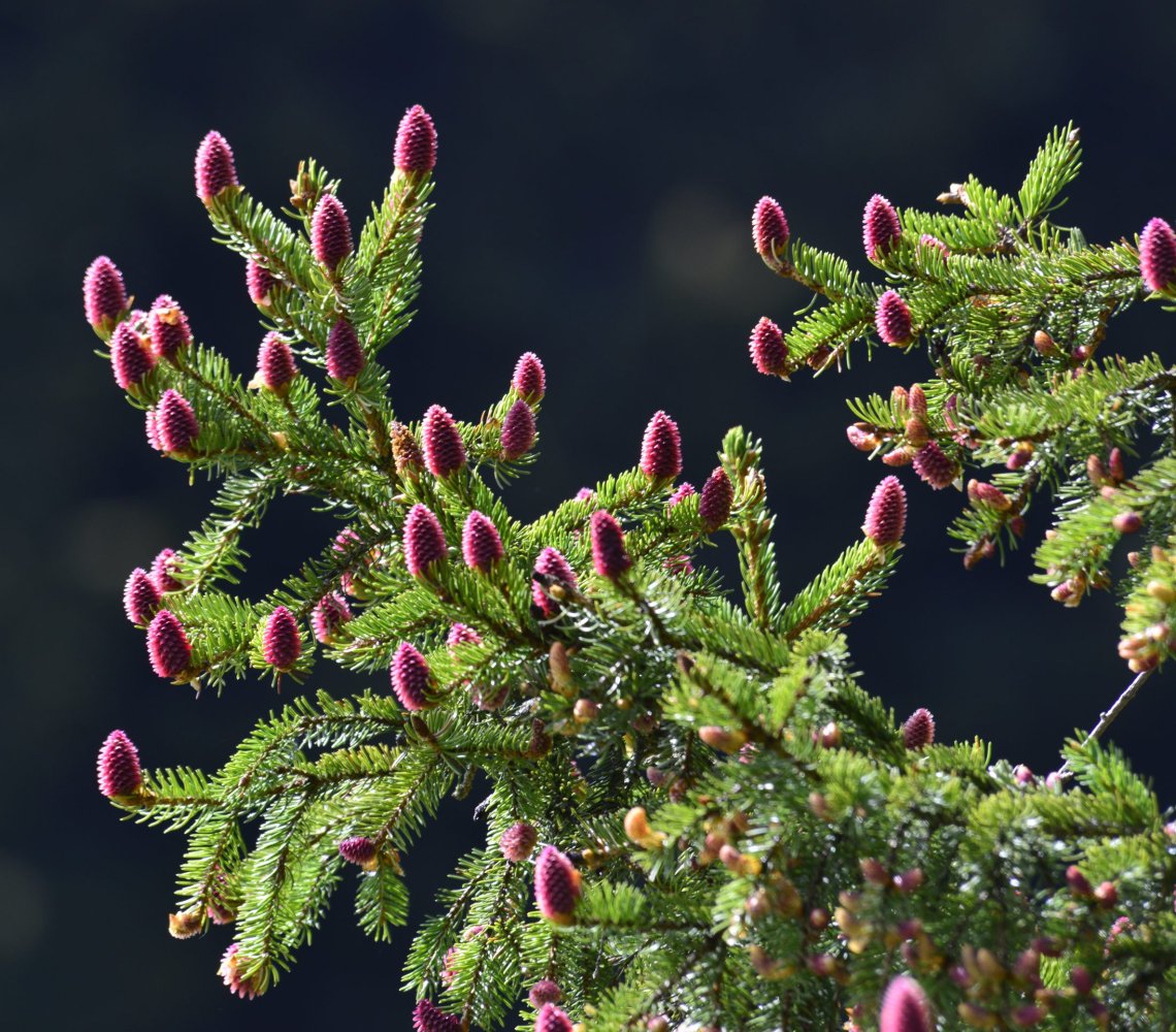 Small, purple pine cones on tree branches