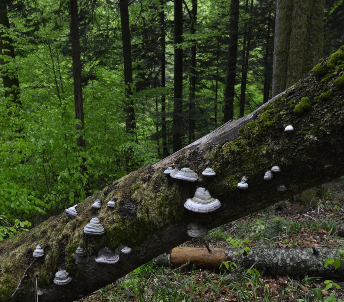 A fallen tree trunk with tick mushrooms