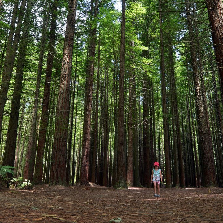 A small child walking in a forest with tall pine trees.